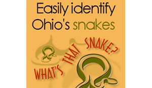 What's That Snake? database graphic